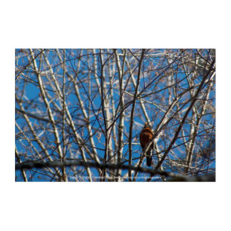 Higher Up Acrylic Print