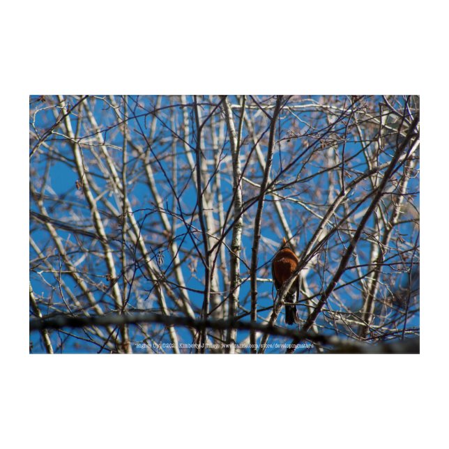 Higher Up Acrylic Print (Front)