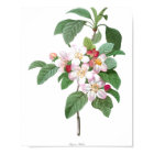 HIGHEST QUALITY Botanical print of Apple Blossom