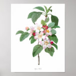 Highest Quality Botanical Print Of Apple Blossom at Zazzle