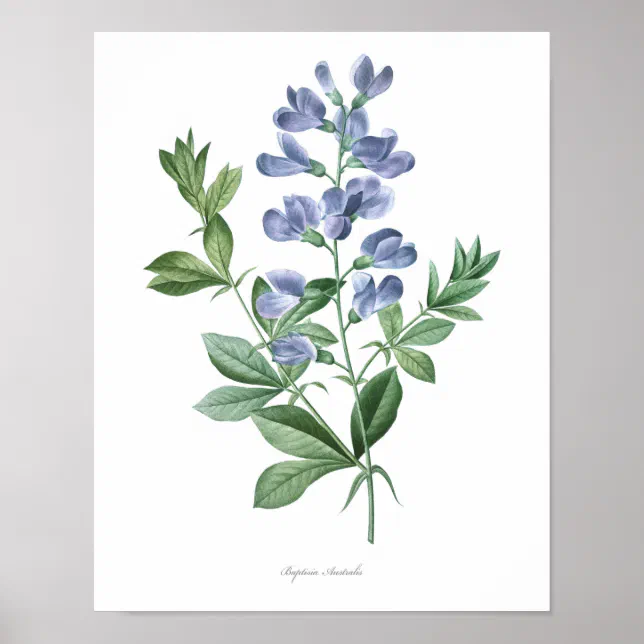 HIGHEST QUALITY Botanical print of Baptisia | Zazzle