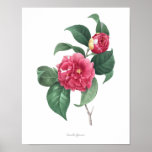 Highest Quality Botanical Print Of Camellia at Zazzle
