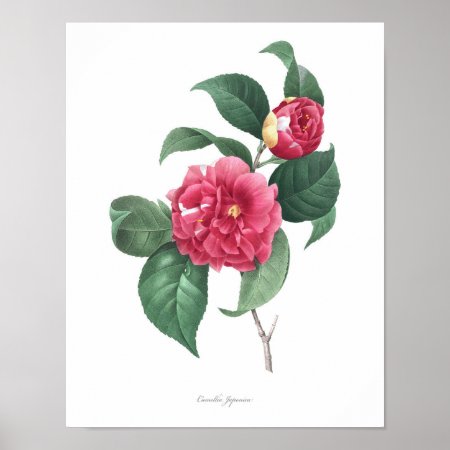 Highest Quality Botanical Print Of Camellia