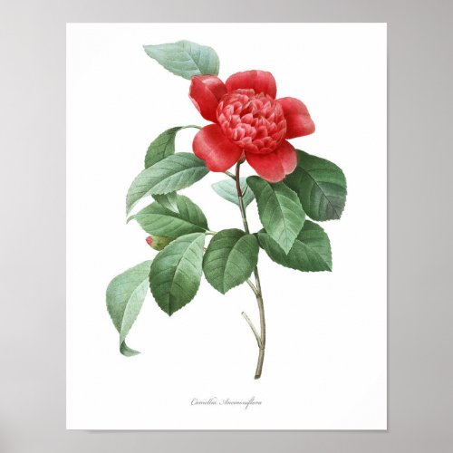 HIGHEST QUALITY Botanical print of Camellia