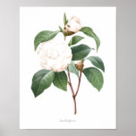 Highest Quality Botanical Print Of Camellia at Zazzle