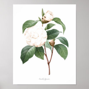 HIGHEST QUALITY Botanical print of Camellia