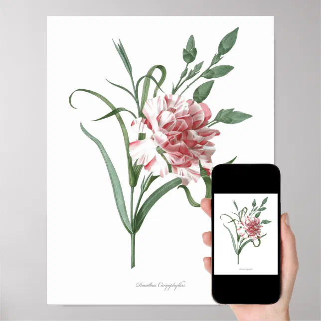 HIGHEST QUALITY Botanical print of Carnation | Zazzle