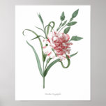 Highest Quality Botanical Print Of Carnation at Zazzle