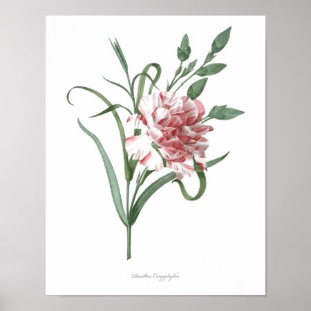 Highest Quality Botanical Print Of Carnation