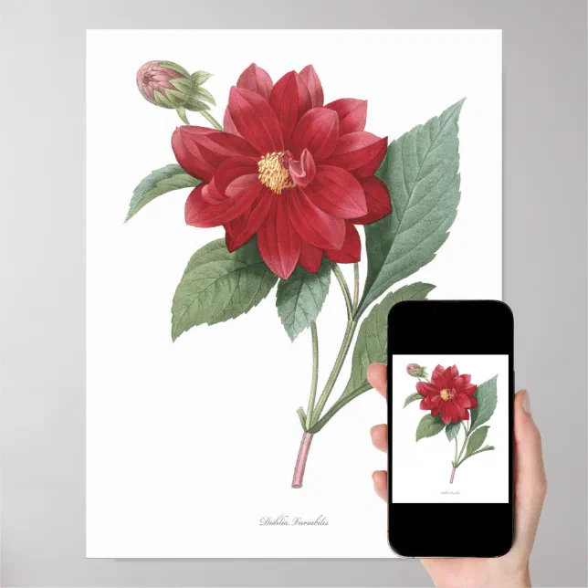 HIGHEST QUALITY Botanical print of Dahlia | Zazzle