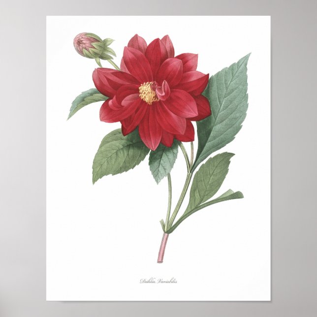 HIGHEST QUALITY Botanical print of Dahlia (Front)