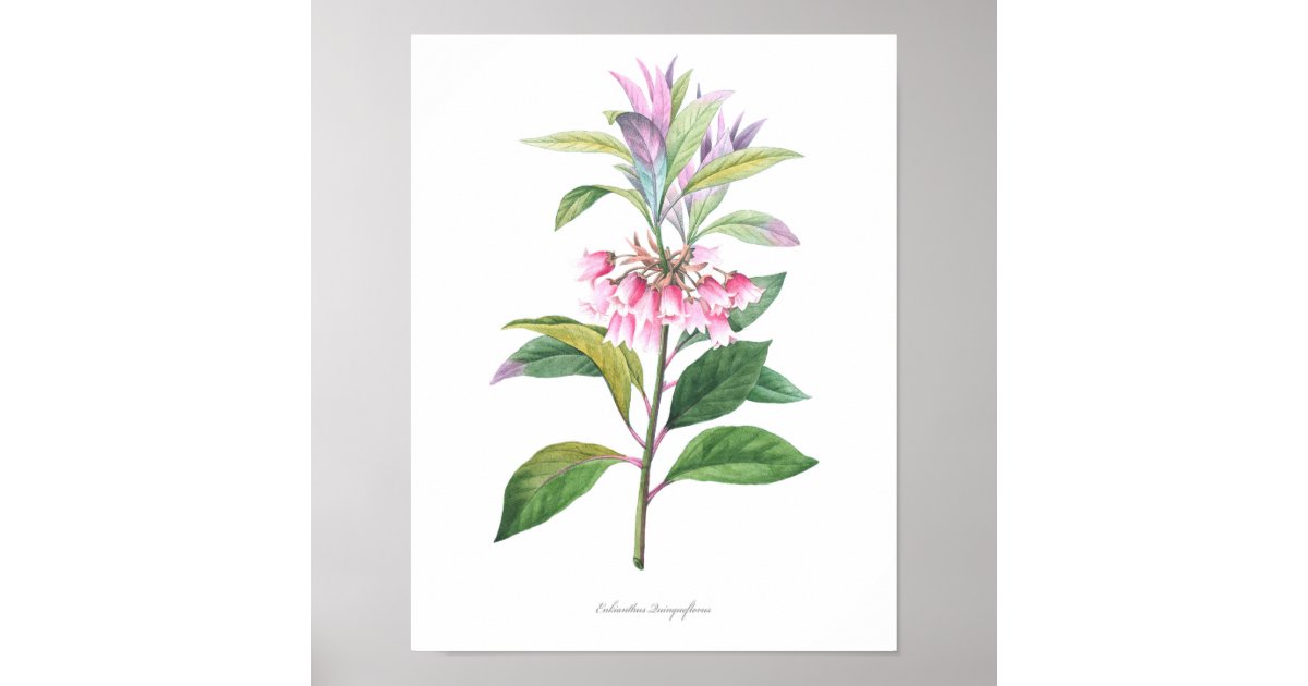 HIGHEST QUALITY Botanical print of Enkianthus | Zazzle