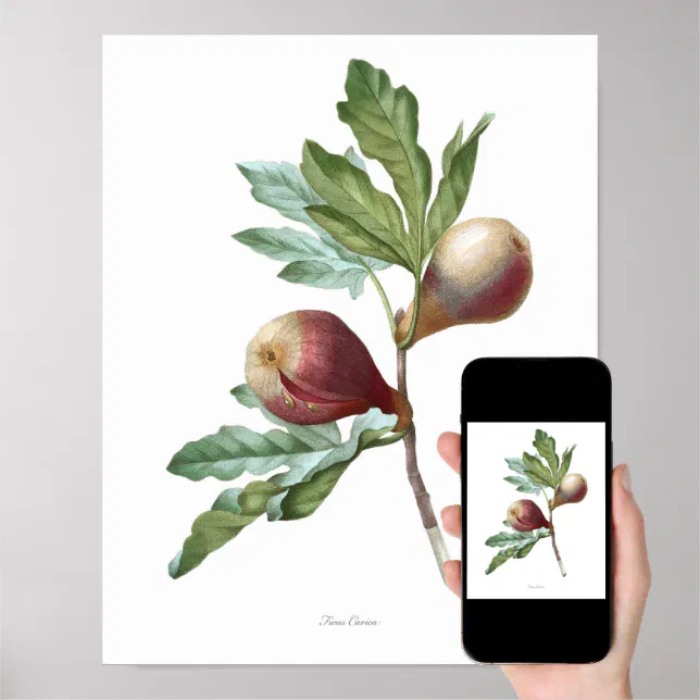 HIGHEST QUALITY Botanical print of Fig | Zazzle