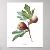 HIGHEST QUALITY Botanical print of Fig | Zazzle
