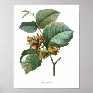 HIGHEST QUALITY Botanical print of Filbert