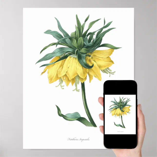 HIGHEST QUALITY Botanical print of Fritillary | Zazzle