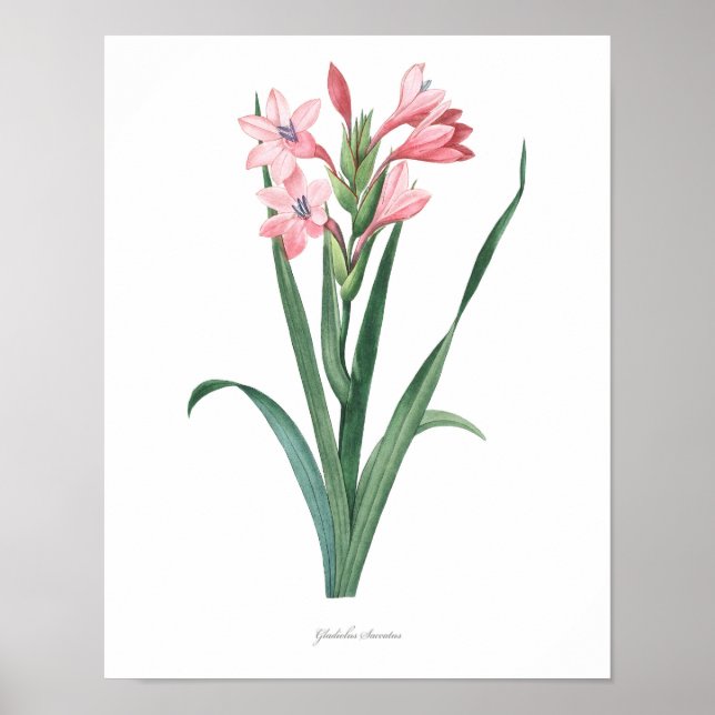 HIGHEST QUALITY Botanical print of Gladiolus (Front)