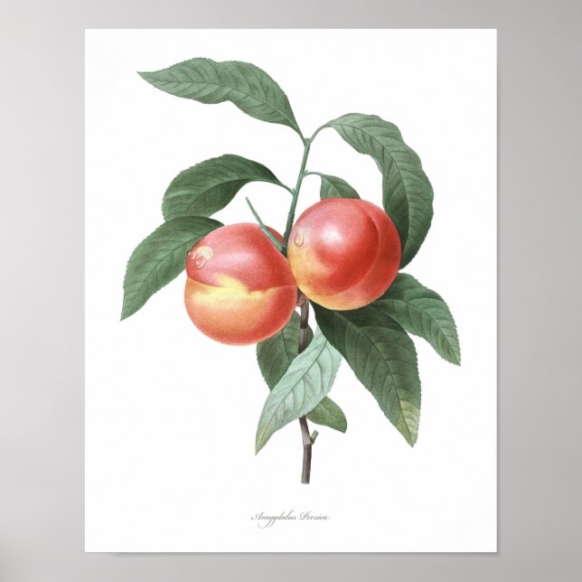 HIGHEST QUALITY Botanical print of Peach (Front)
