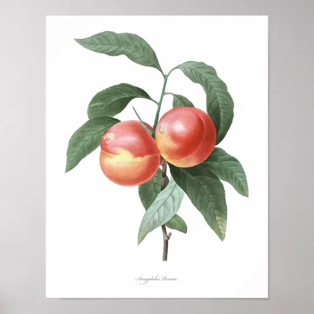 HIGHEST QUALITY Botanical print of Peach | Zazzle