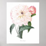 Highest Quality Botanical Print Of Peony at Zazzle