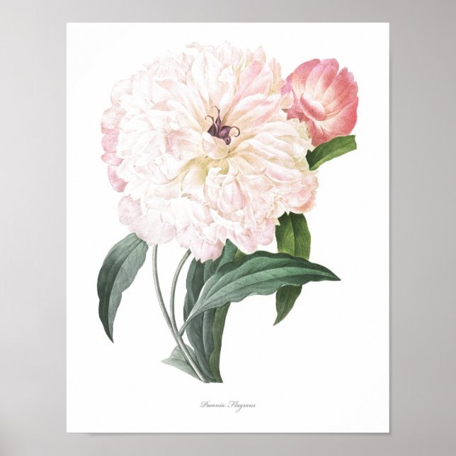 HIGHEST QUALITY Botanical print of Peony (Front)