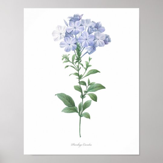 HIGHEST QUALITY Botanical print of Plumbago | Zazzle.com