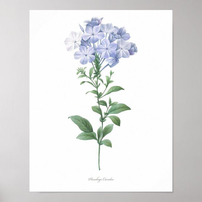 HIGHEST QUALITY Botanical print of Plumbago (Front)