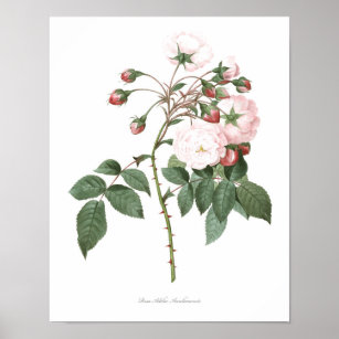 HIGHEST QUALITY Botanical print of Rose Adelia