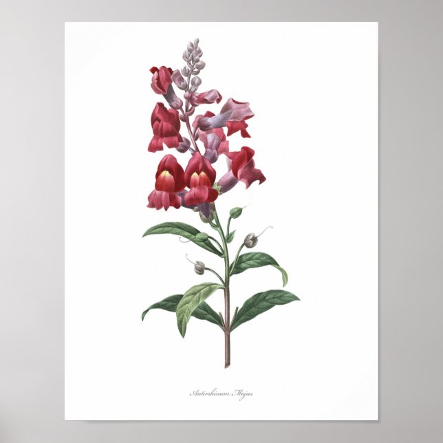 HIGHEST QUALITY Botanical print of Snapdragon (Front)