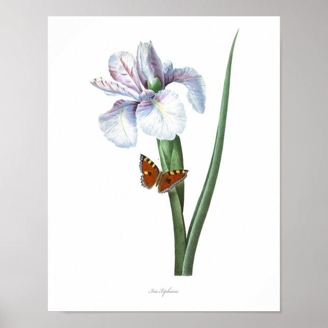 HIGHEST QUALITY Botanical print of Spanish Iris (Front)
