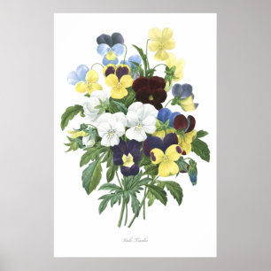 HIGHEST QUALITY Botanical print of Viola Tricolor