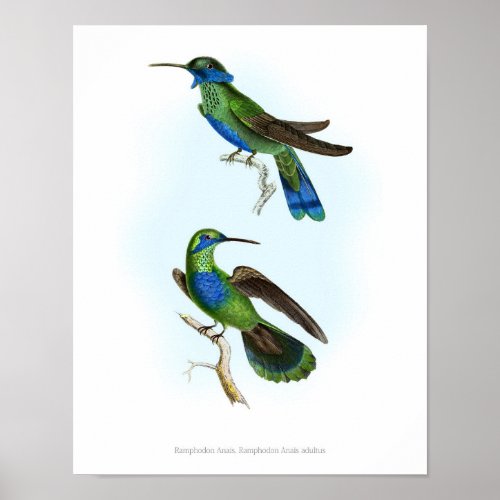 HIGHEST QUALITY poster of Trochilus Hummingbirds