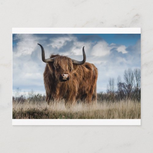 Highland Bull Postcard