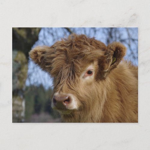 Highland Calf Postcard