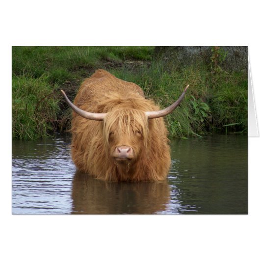 Highland Cattle (Front Horizontal)