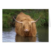 Highland Cattle (Front Horizontal)