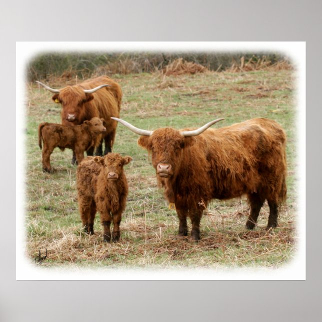 Highland Cattle 9Y316D-055 Poster (Front)