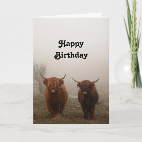 Highland Cattle Birthday Card