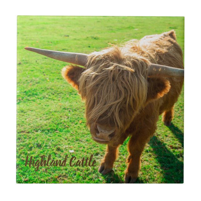Highland cattle bovine for animal and farm lover ceramic tile (Front)