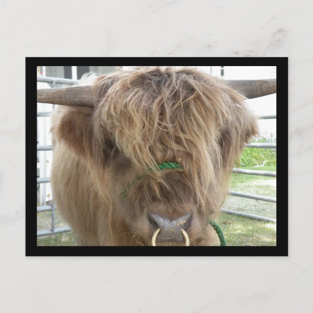 Highland Cattle Bull postcard (Front)