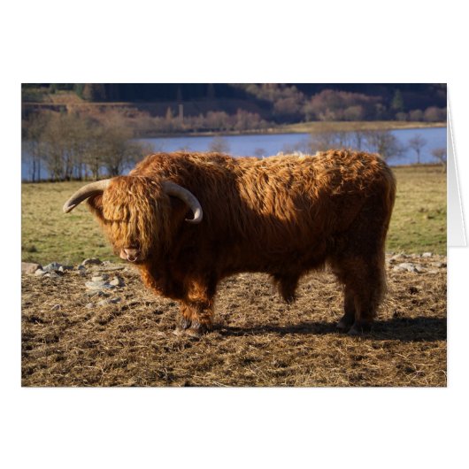 Highland Cattle Bull, Scotland (Front Horizontal)