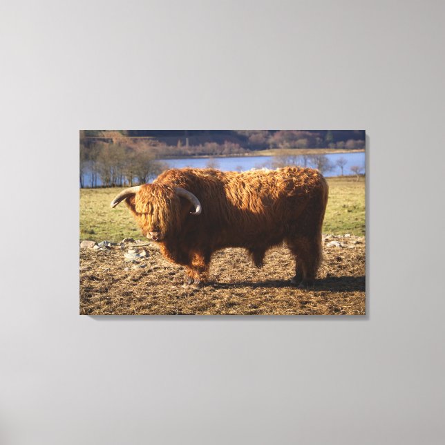 Highland Cattle Bull, Scotland Canvas Print (Front)