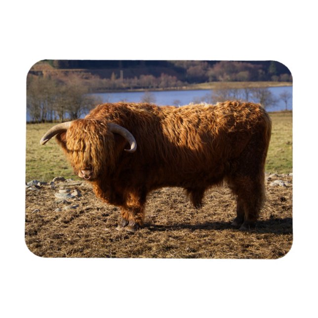 Highland Cattle Bull, Scotland Magnet (Horizontal)