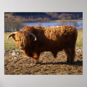 Highland Cattle Bull, Scotland Poster