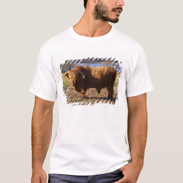 Highland Cattle Bull, Scotland T-Shirt (Front)