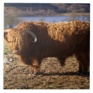 Highland Cattle Bull, Scotland Tile