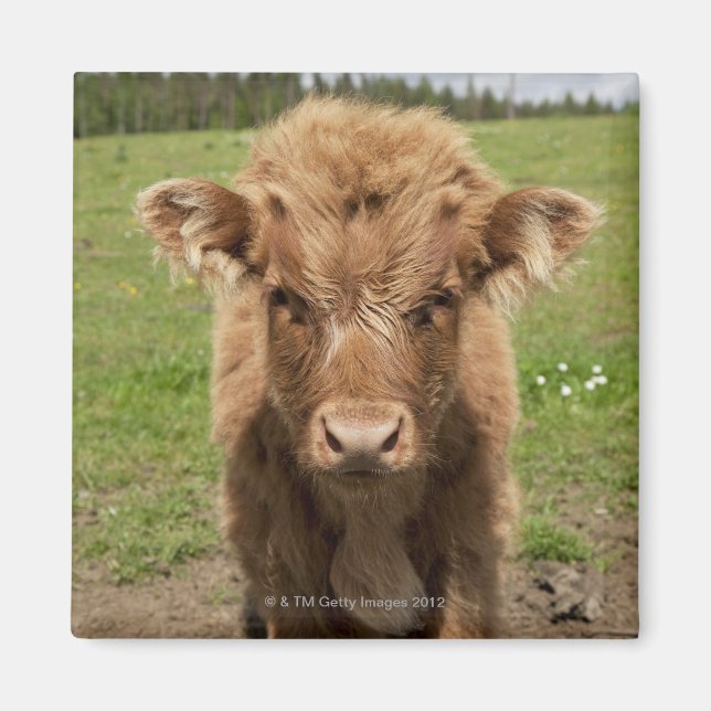 Highland Cattle calf, near Dufftown, Magnet (Front)