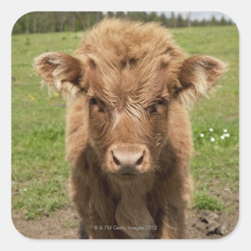 Highland Cattle calf near Dufftown Square Sticker