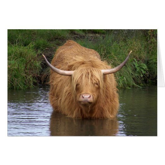 Highland Cattle Cards (Front Horizontal)