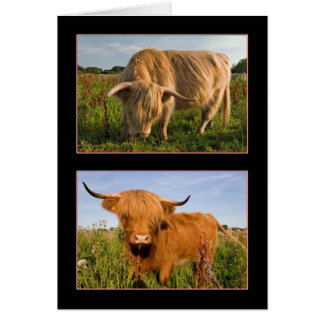 Highland Cattle Cards